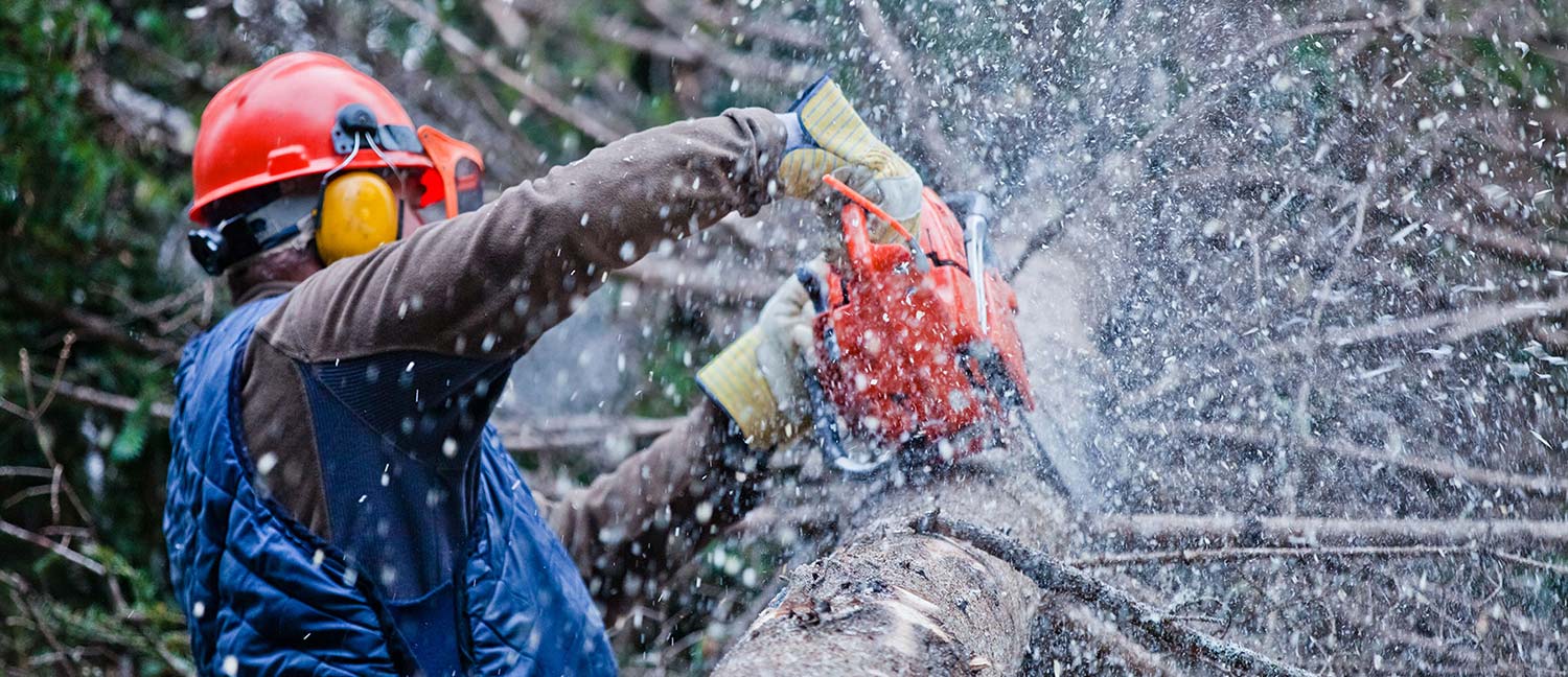 Tree Being Removed in Woodbridge New Jersey